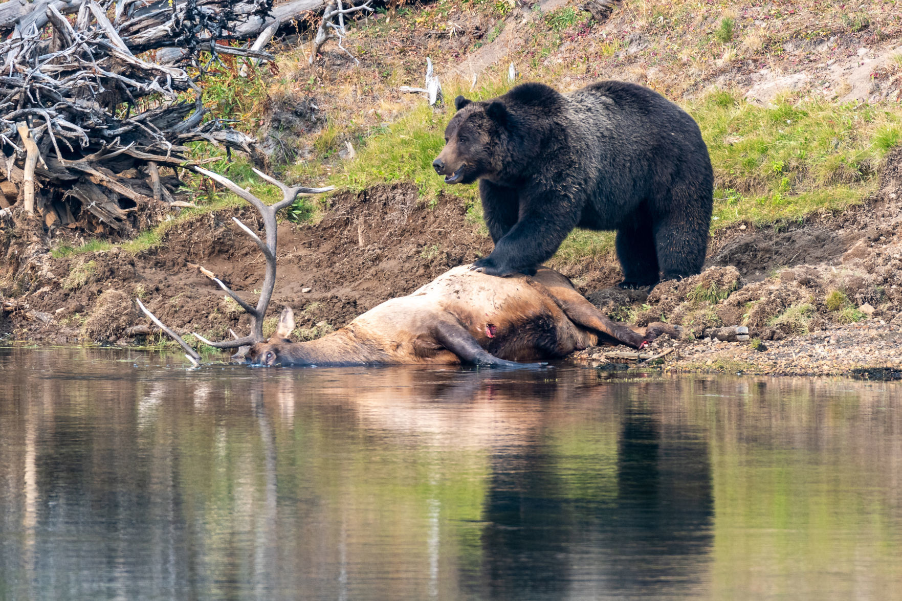 Bear elk